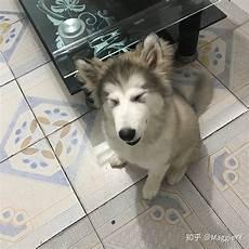 诸葛大力成果犬来八荒
