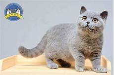 不掉毛的猫品种有哪些