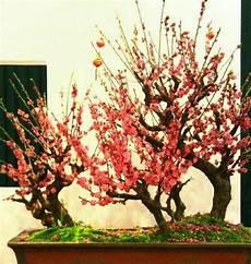 盆栽梅花的修剪方法